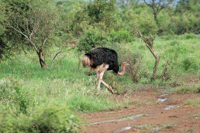 Premier safari dans la rserve de Tsavo Ouest