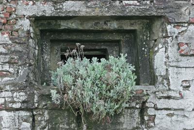 Plantes opportunistes -Celle-ci pousse dans la fentre de vise d'un bunker de Mers les Bains