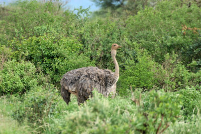 Premier safari dans la rserve de Tsavo Ouest