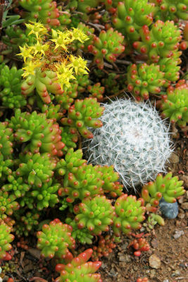 Cactes photographies dans le jardin de notre gte rural de Saint-Florent