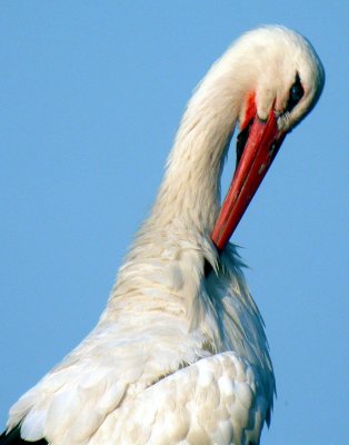 165 Cigogne prise en digiscopie : Zwarovski AT 80 HD + Nikon Coopix 4500 avec adaptateur