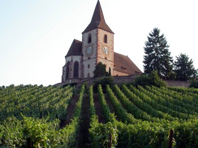 188 Hunawihr l'église fortifiée au milieu des les vignes.jpg