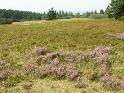 202 Nature sur les hauteurs