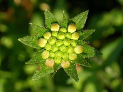 231 Macro au bord du Lac Blanc