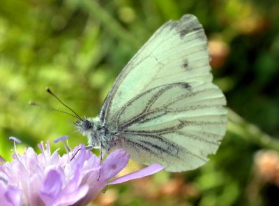 235 Macro au bord du Lac Blanc