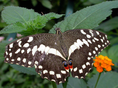 Visite de la serre aux papillons du petit village d'Unawhir