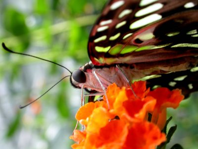 Visite de la serre aux papillons du petit village d'Unawhir