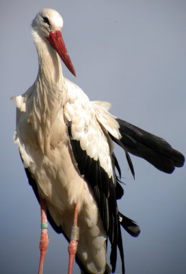 379 Unawihr - Digiscopie de cigognes