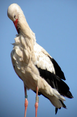 380 Unawihr - Digiscopie de cigognes