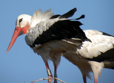 385 Unawihr - Digiscopie de cigognes