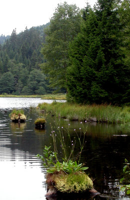 436 Tourbire flottante du lac de Lispach