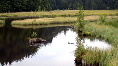 437 Tourbire flottante du lac de Lispach