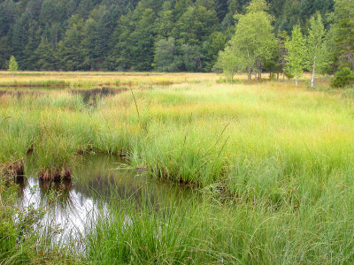 439 Tourbière flottante du lac de Lispach