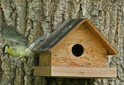 Mésange charbonnière - IMG_0133_DXO.jpg