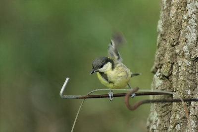Mésange charbonnière - IMG_0152_DXO.jpg