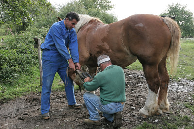 Marchal-ferrand au travail sur un cheval d'attelage de Brca - IMG_0296_DXO.jpg