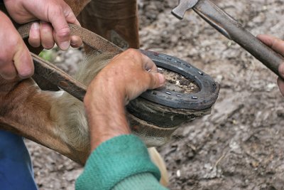 Marchal-ferrand au travail sur un cheval d'attelage de Brca - IMG_0299_DXO.jpg