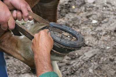 Marchal-ferrand au travail sur un cheval d'attelage de Brca - IMG_0300_DXO.jpg