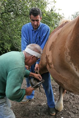 Marchal-ferrand au travail sur un cheval dattelage de Brca - IMG_0304_DXO.jpg