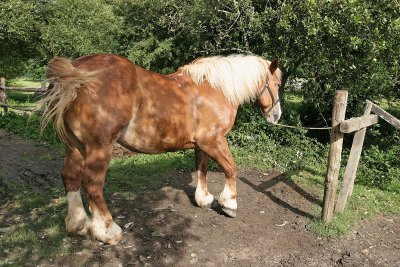 Marchal-ferrand au travail sur un cheval dattelage de Brca - IMG_0309_DXO.jpg