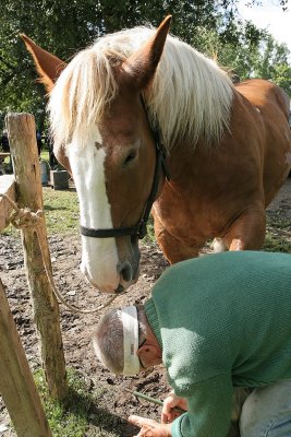 Marchal-ferrand au travail sur un cheval d'attelage de Brca - IMG_0312_DXO.jpg