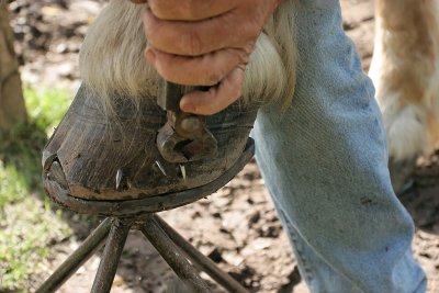 Marchal-ferrand au travail sur un cheval d'attelage de Brca - IMG_0315_DXO.jpg