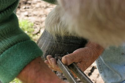 Marchal-ferrand au travail sur un cheval d'attelage de Brca - IMG_0316_DXO.jpg