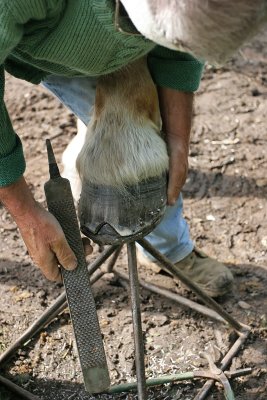 Marchal-ferrand au travail sur un cheval d'attelage de Brca - IMG_0317_DXO.jpg