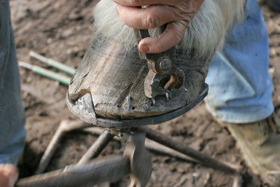 Marchal-ferrand au travail sur un cheval d'attelage de Brca - IMG_0323_DXO.jpg