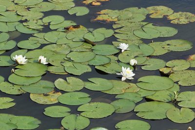 Etang de Sandun - MK3_4584_DXO.jpg