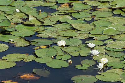 Etang de Sandun - MK3_4585_DXO.jpg