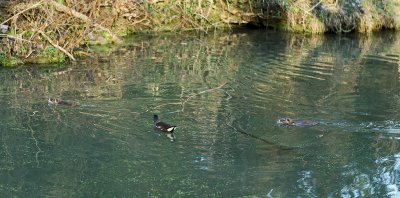 Poule d'eau et rat musqu - MK3_2042 DxO.jpg