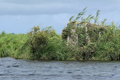 Balade en barque dans la Grande Brire, prs de St-Andr-des-Eaux - MK3_4630_DXO.jpg