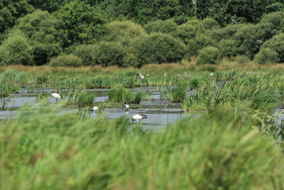 Balade en barque dans la Grande Brière, près de St-André-des-Eaux - MK3_4654_DXO.jpg