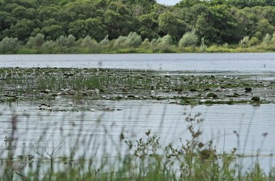 Etang de Sandun - MK3_4713_DXO.jpg