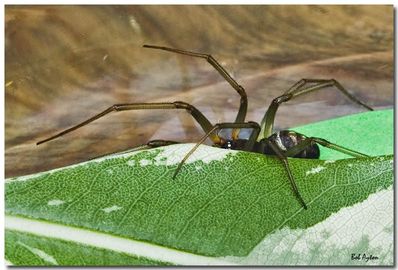 Leaf Spider_0557.jpg