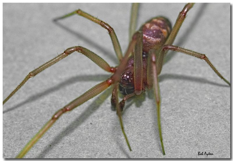 Spider_0566.jpg