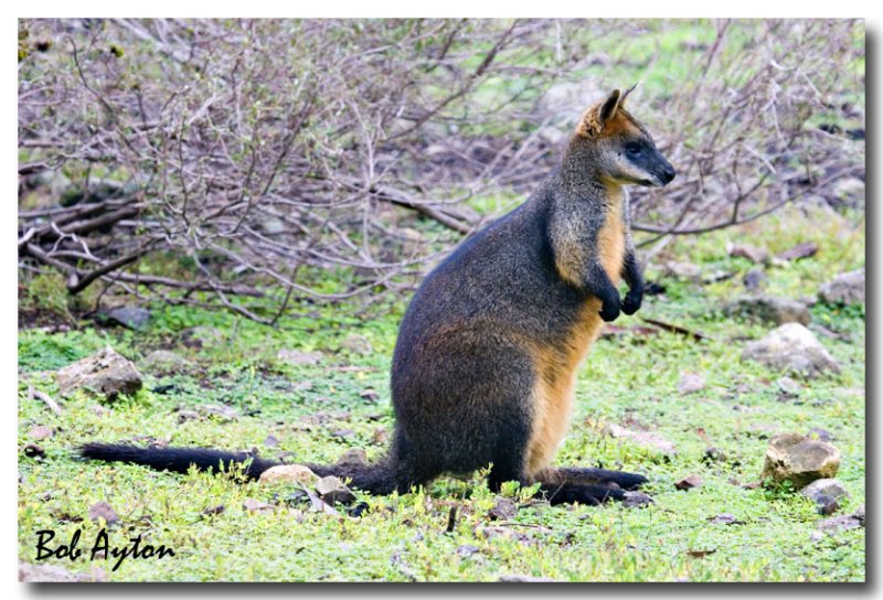 Red-Necked Wallaby