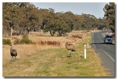 Grazing Emu