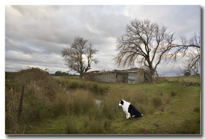 Border Collie Guard