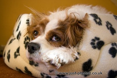 Charley