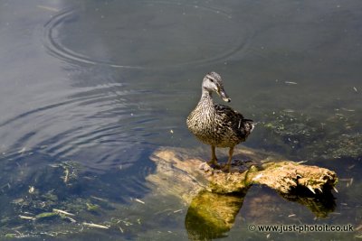 Walking around Godmanchester