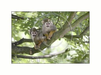 Monkeys