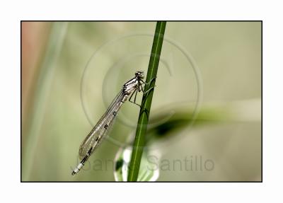 Damselfly