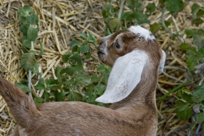 baby goat.jpg