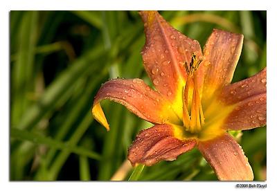 6/5 - Watered Lilly