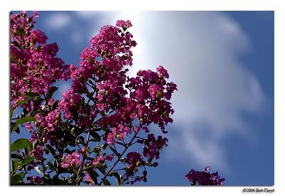 6/19 - Blossoms in the Alley