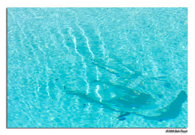 8/8 - Pool Chair