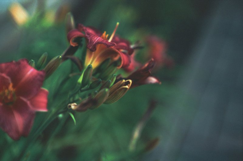 Florecillas con Nikon S2 & macro lens