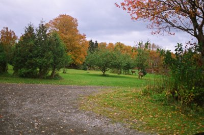 Photographie avec Olympus OM4T